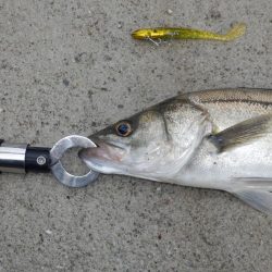 VJ中毒‼発令中⤵